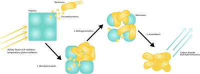 Bioengineering a Future Free of Marine <mark class="highlighted">Plastic Waste</mark>